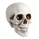 DIY Life Size Plastic Skulls in Bulk 4ct/pk Halloween Decorations