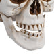 DIY Life Size Plastic Skulls in Bulk 4ct/pk Halloween Decorations