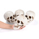 DIY Life Size Plastic Skulls in Bulk 4ct/pk Halloween Decorations