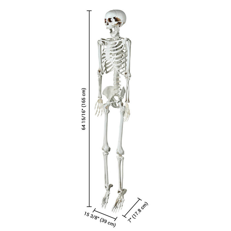 Halloween Party DIY 5.4 ft. Skeleton Prop Posable Full Body