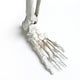 DIY 5.4 ft. Skeleton Prop Posable Halloween Decor Two-Headed