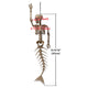 DIY Halloween Animal Skeletons Options
