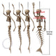 DIY Halloween Animal Skeletons Options