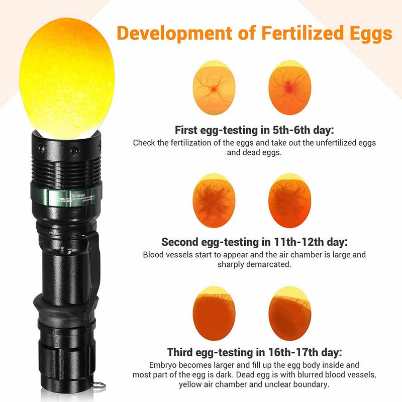 DIY Egg Candler Hatching Eggs Candling Light
